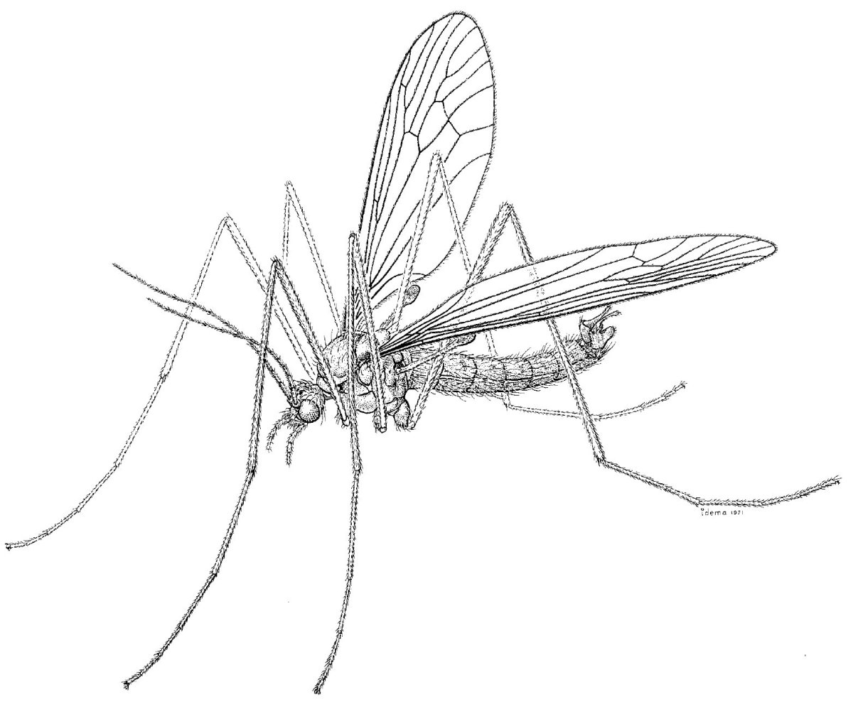 Комар для дошкольников