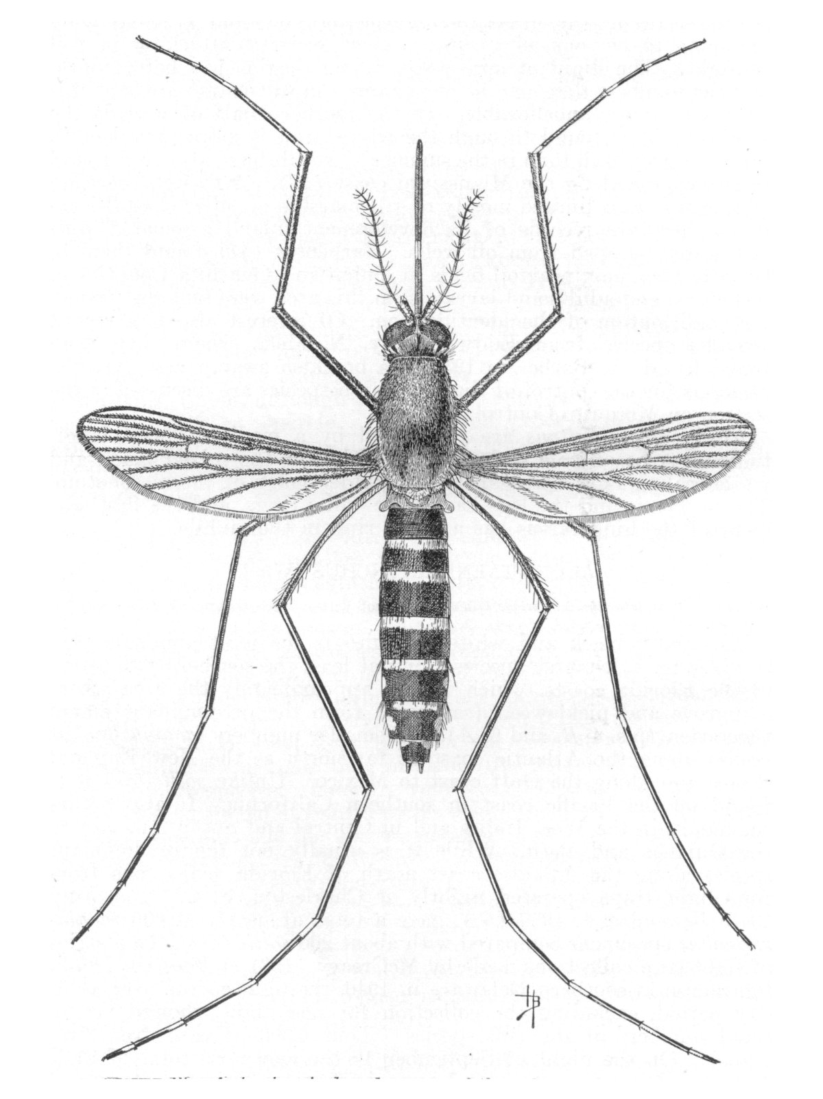 Комар Пискун биология