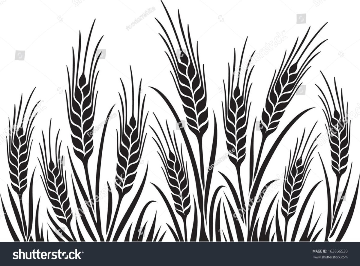 Колос контур