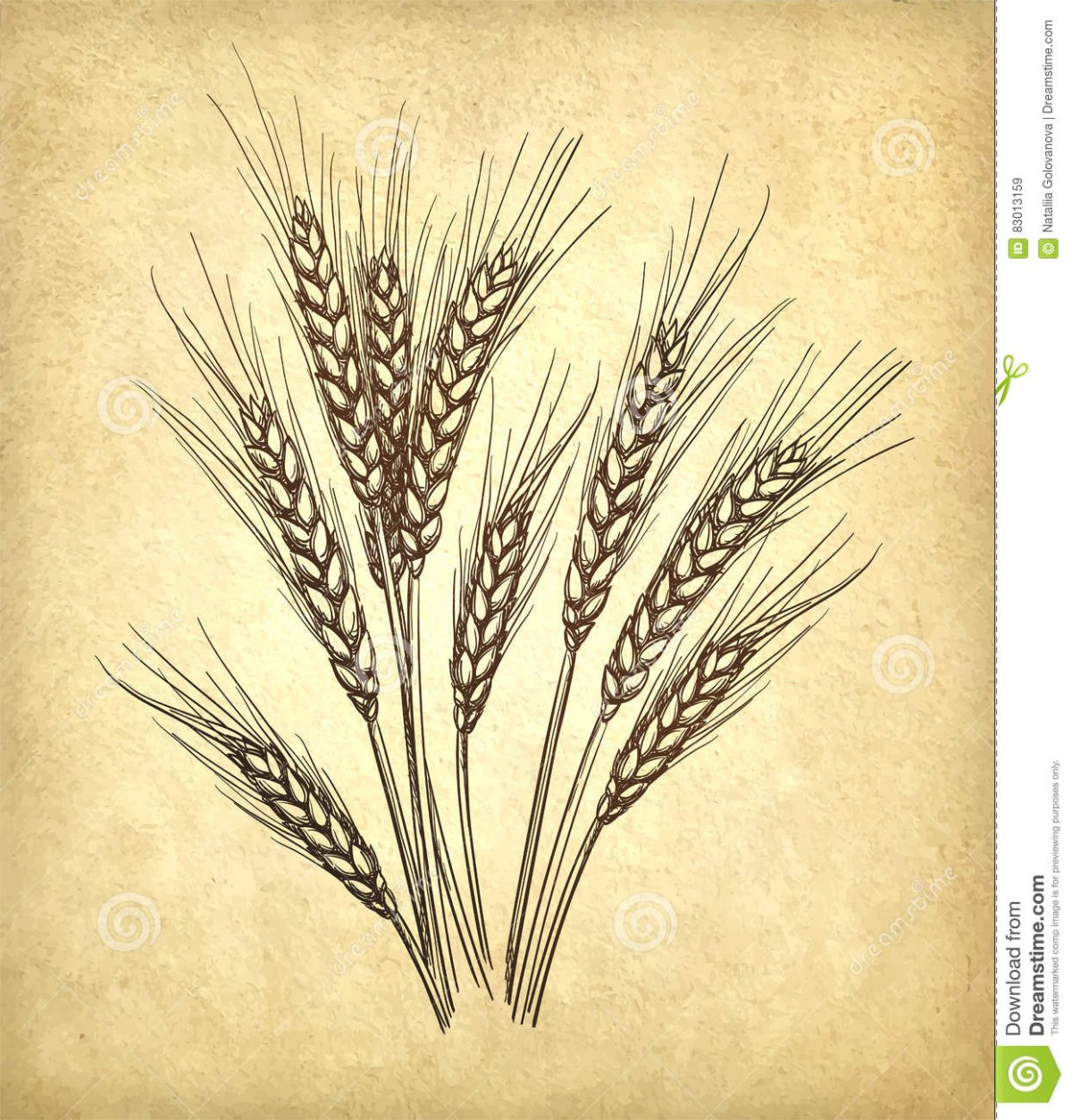 Зерно пшеницы гравюра