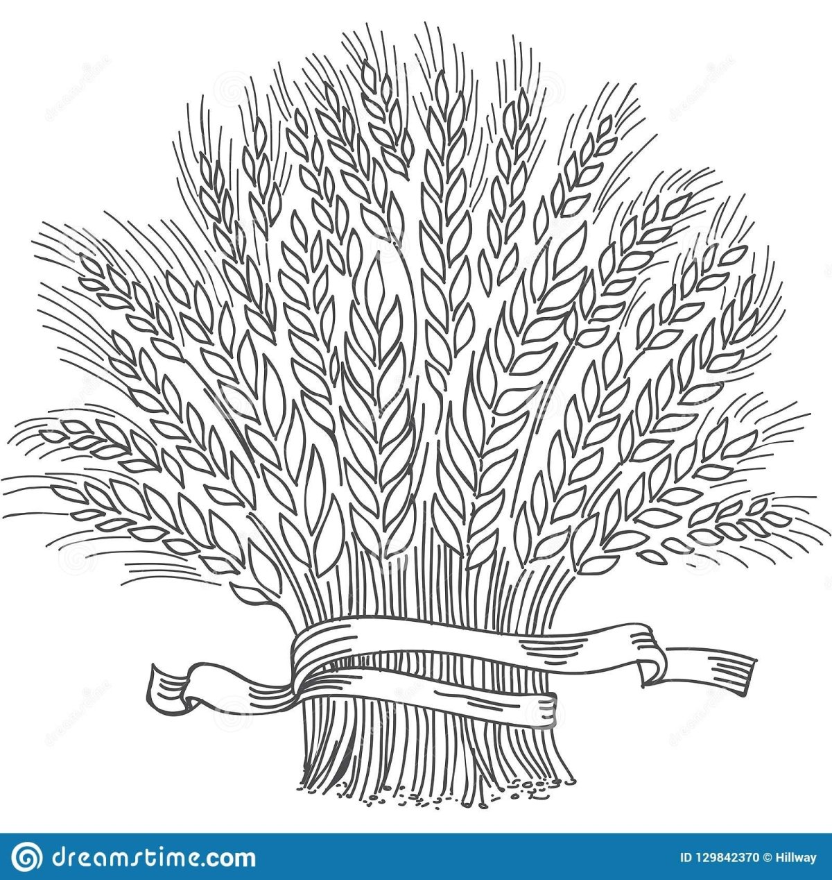 Сноп колосьев вектор