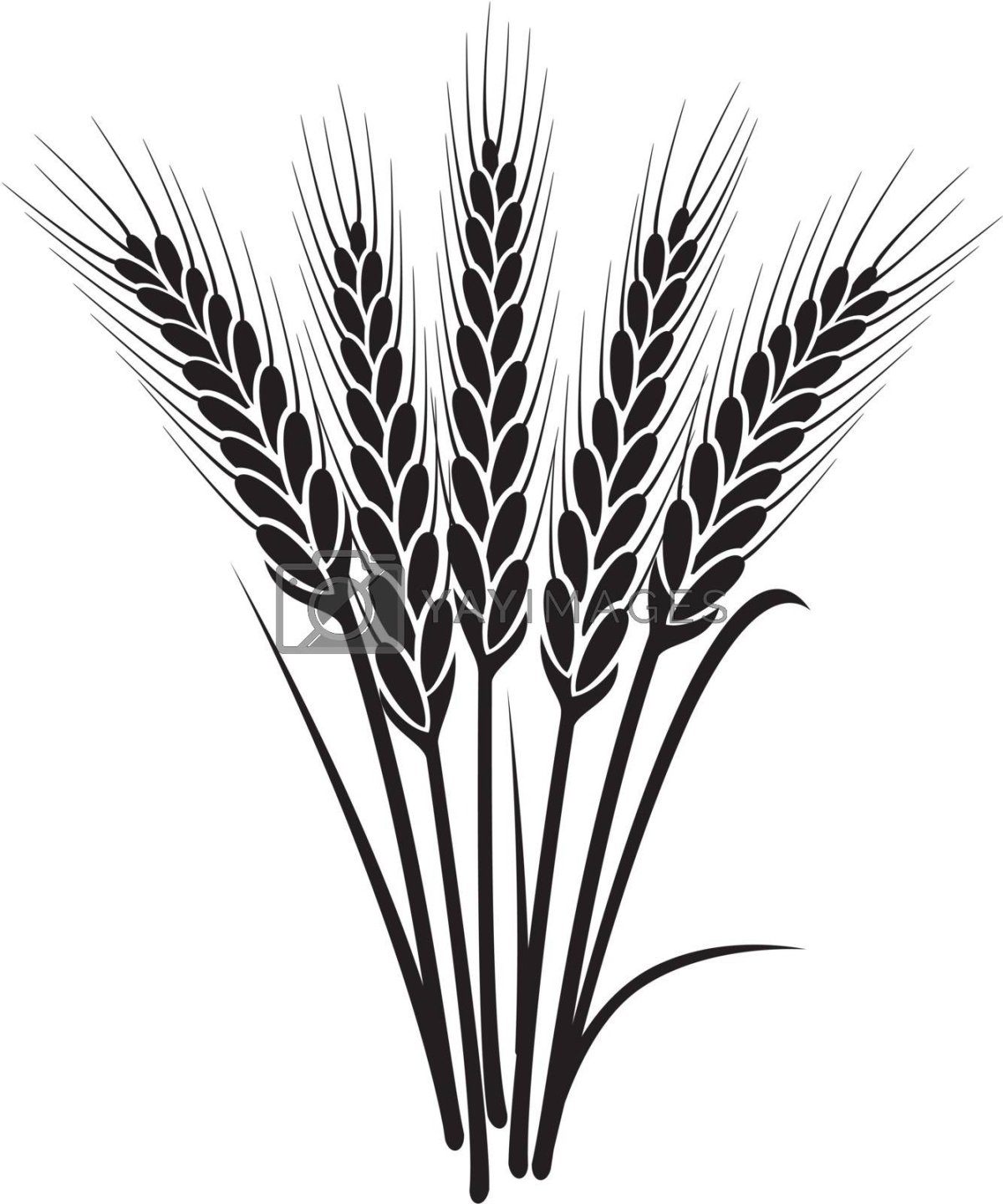 Колоски пшеницы черно белые