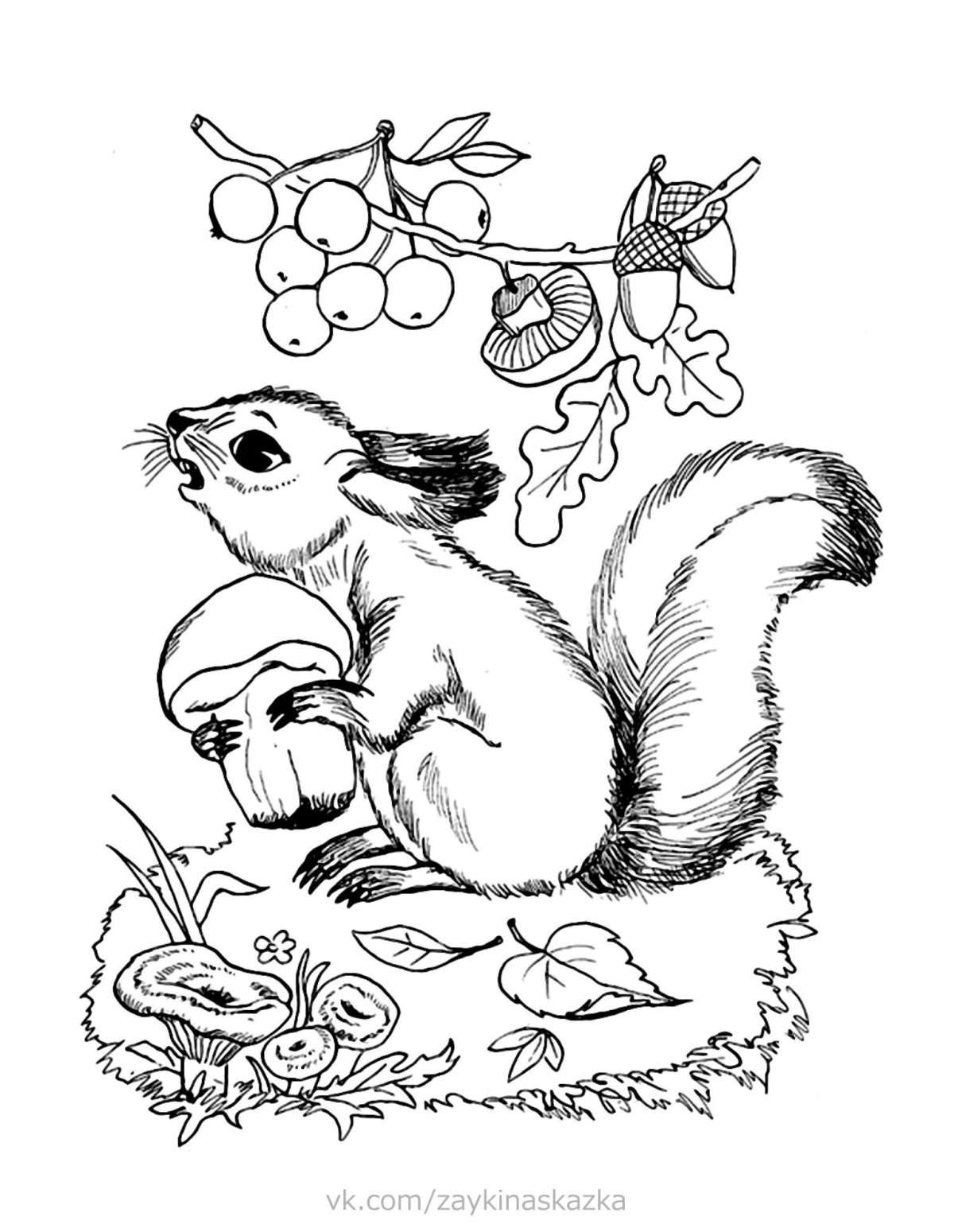 Раскраска Белочка с орешками