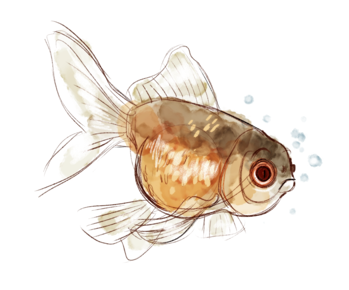 Рыбки референс