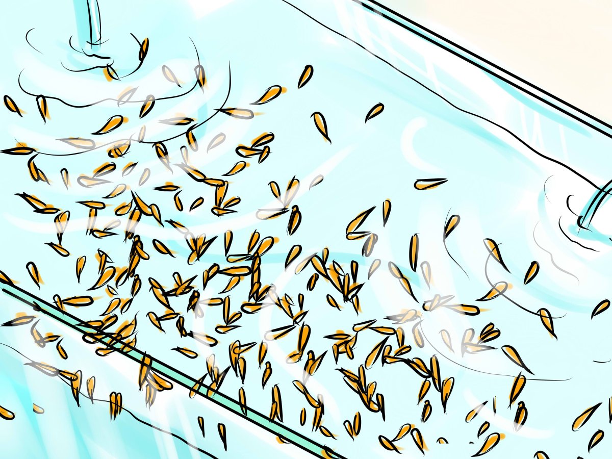 Мальки золотых рыбок