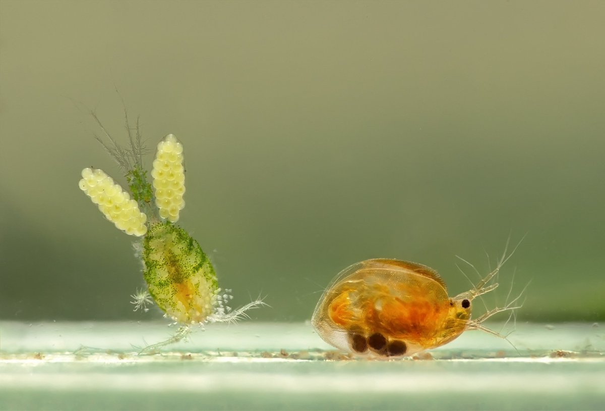 Дафнии циклопы бокоплавы