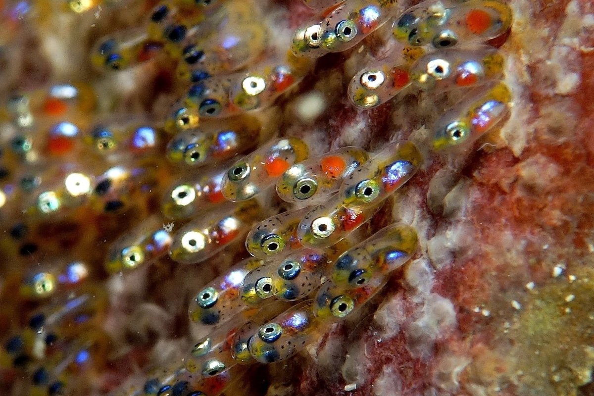 Эрика Бакстер Mermaid