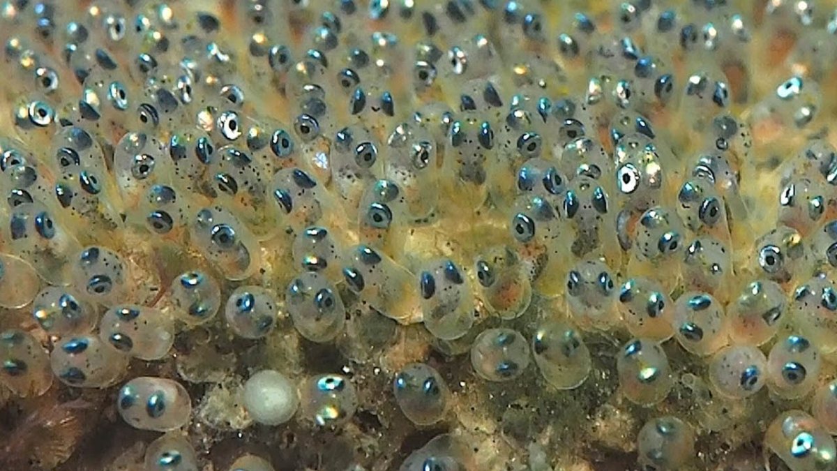 Головастик это личинка лягушки