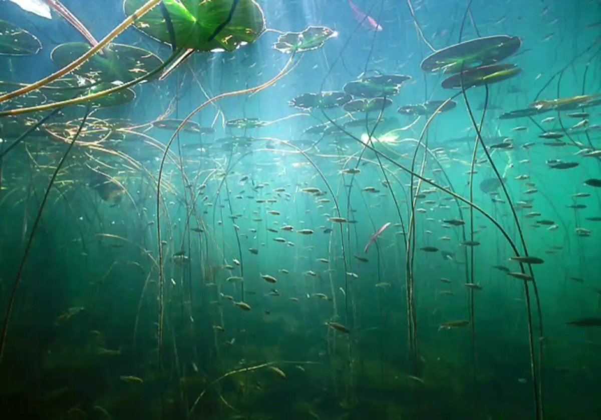 Рыбка в мультяшном стиле