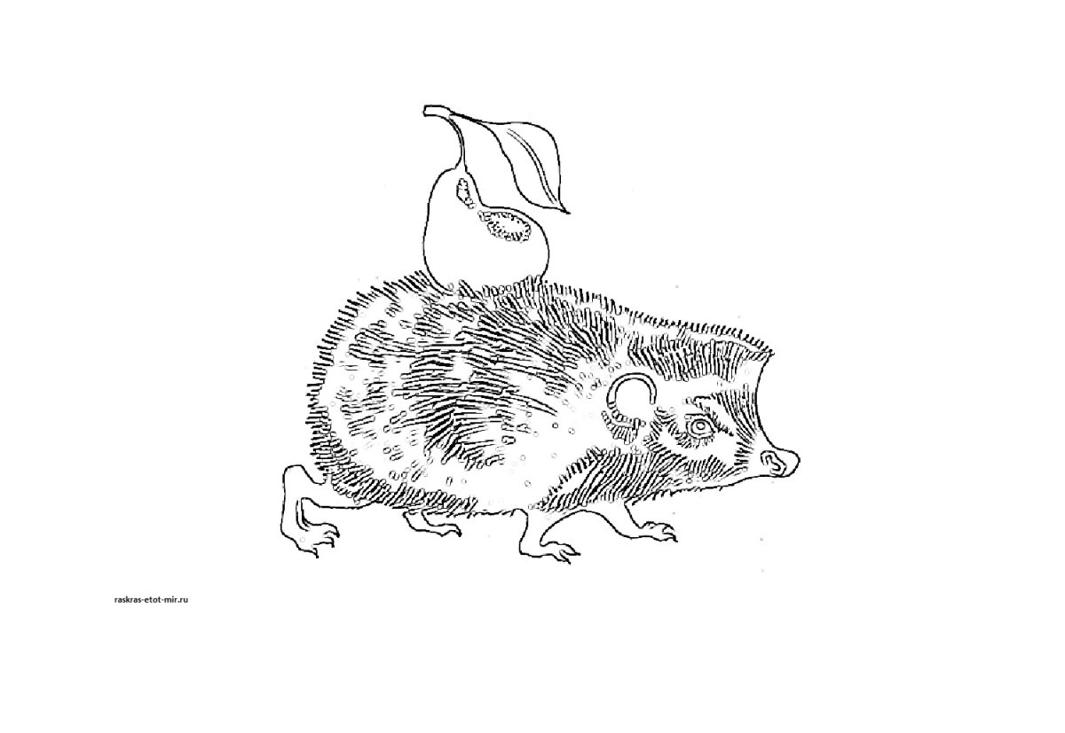 Бианки оранжевое горлышко раскраска