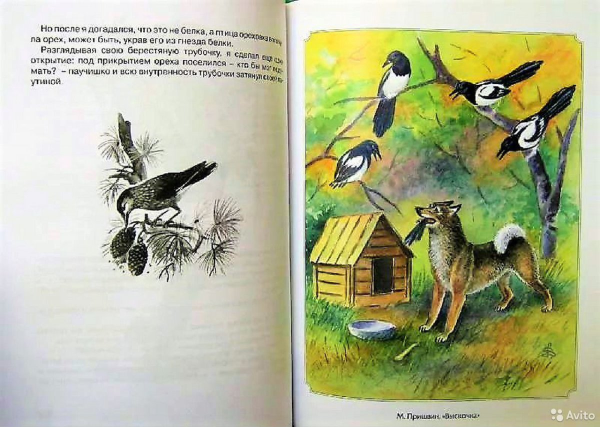 Раскраска охотничья собака