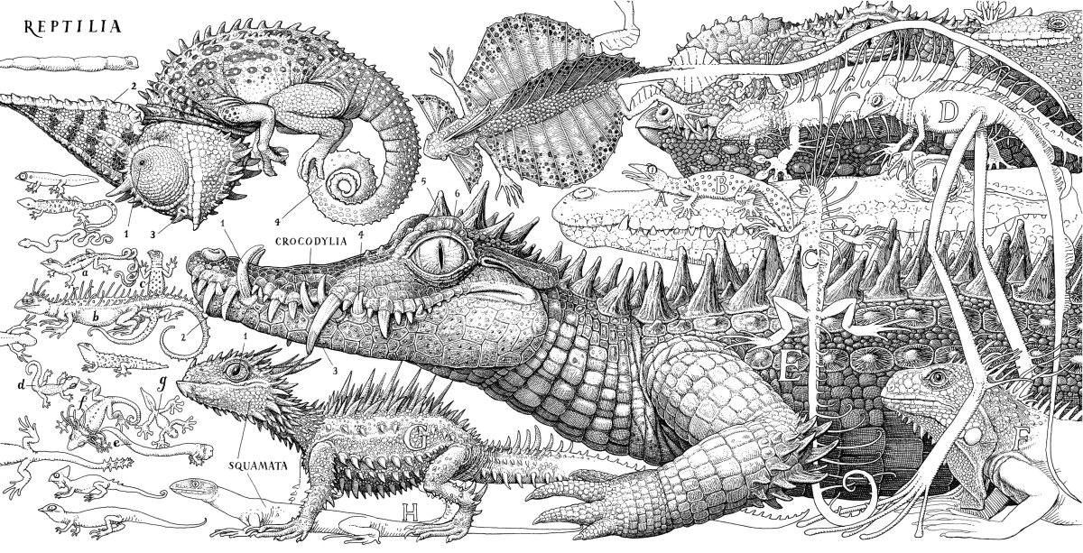 Томислав Томич раскраска