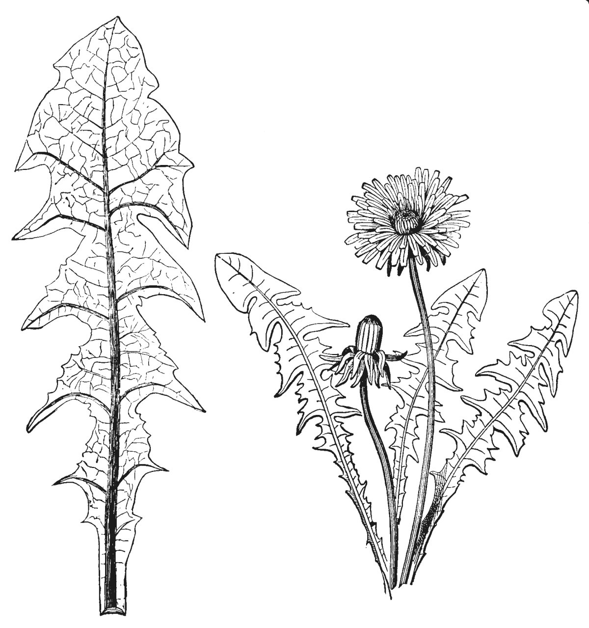 Трава раскраска для детей