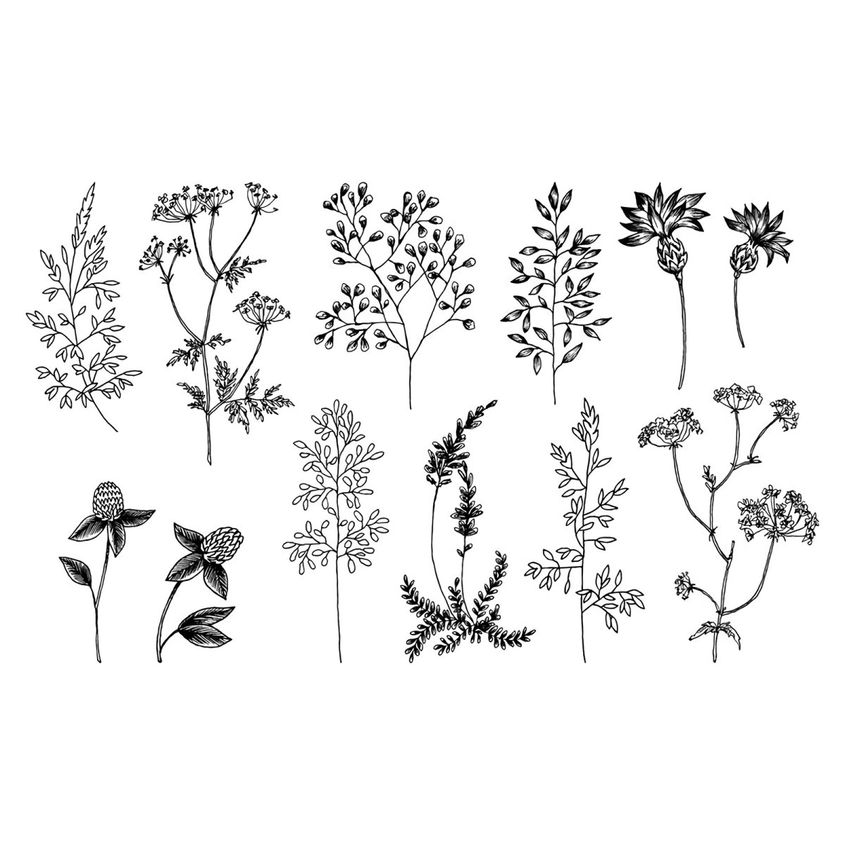 Борщевик вектор