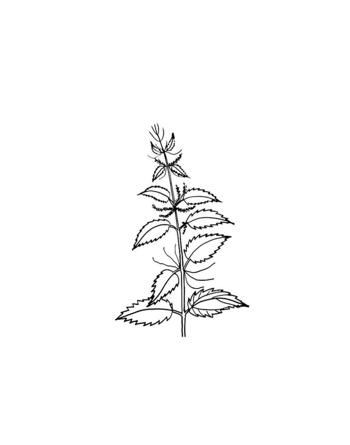 Щавель раскраска для детей