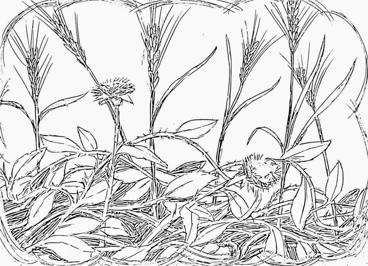 Лекарственные растения вектор