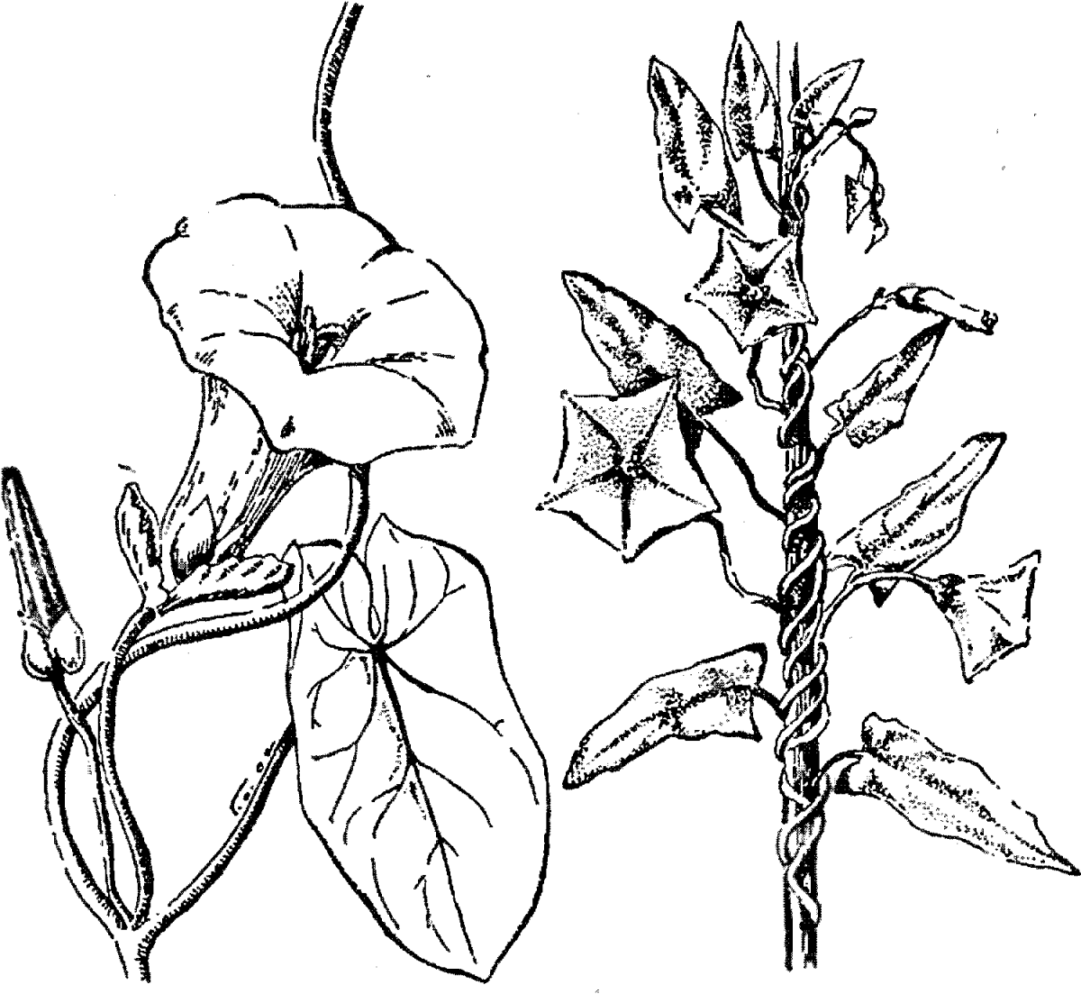 Сорняки раскраска для детей