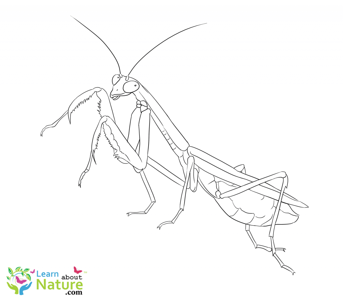 Дети богомола