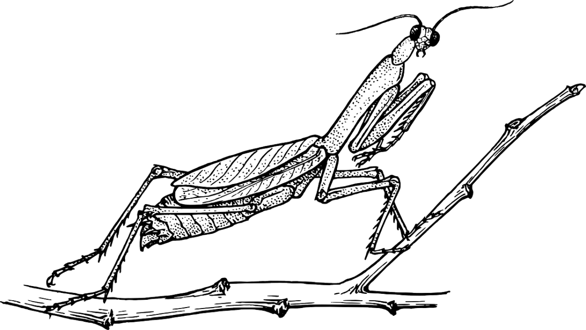 Насекомые раскраска для детей богомол