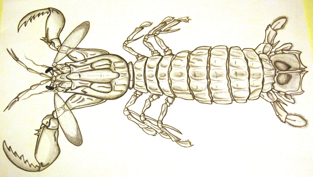 ГРОВАЙЛ покемон раскраска