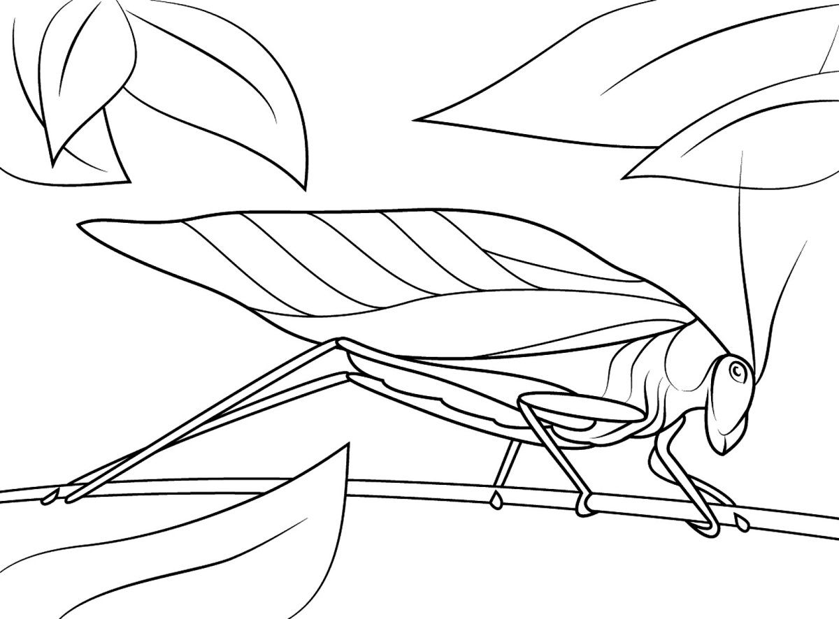 Жук богомол