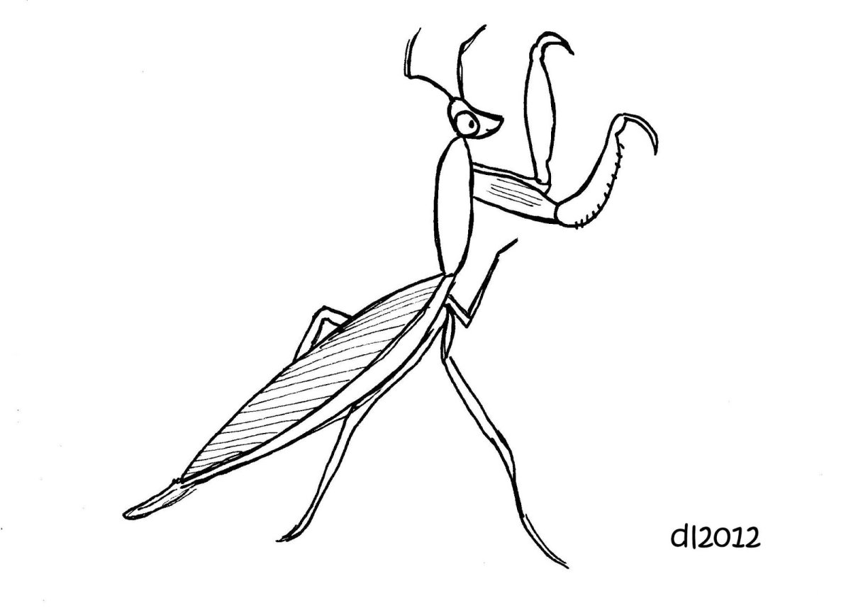 Раскраска насекомые богомол