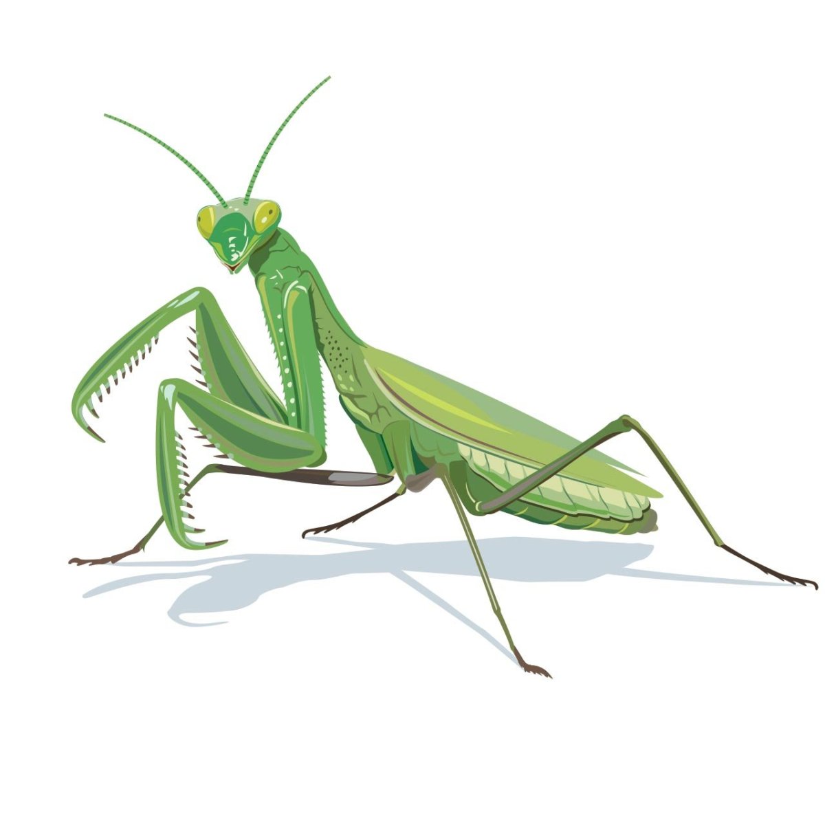 Богомол раскраска