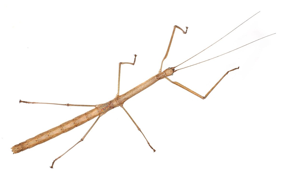 Палочник фэнофарос