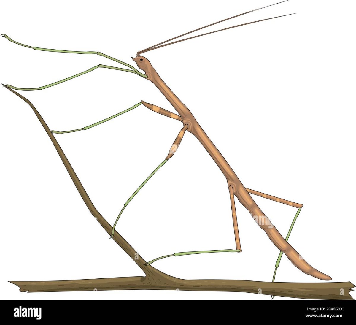 Палочник рисунок