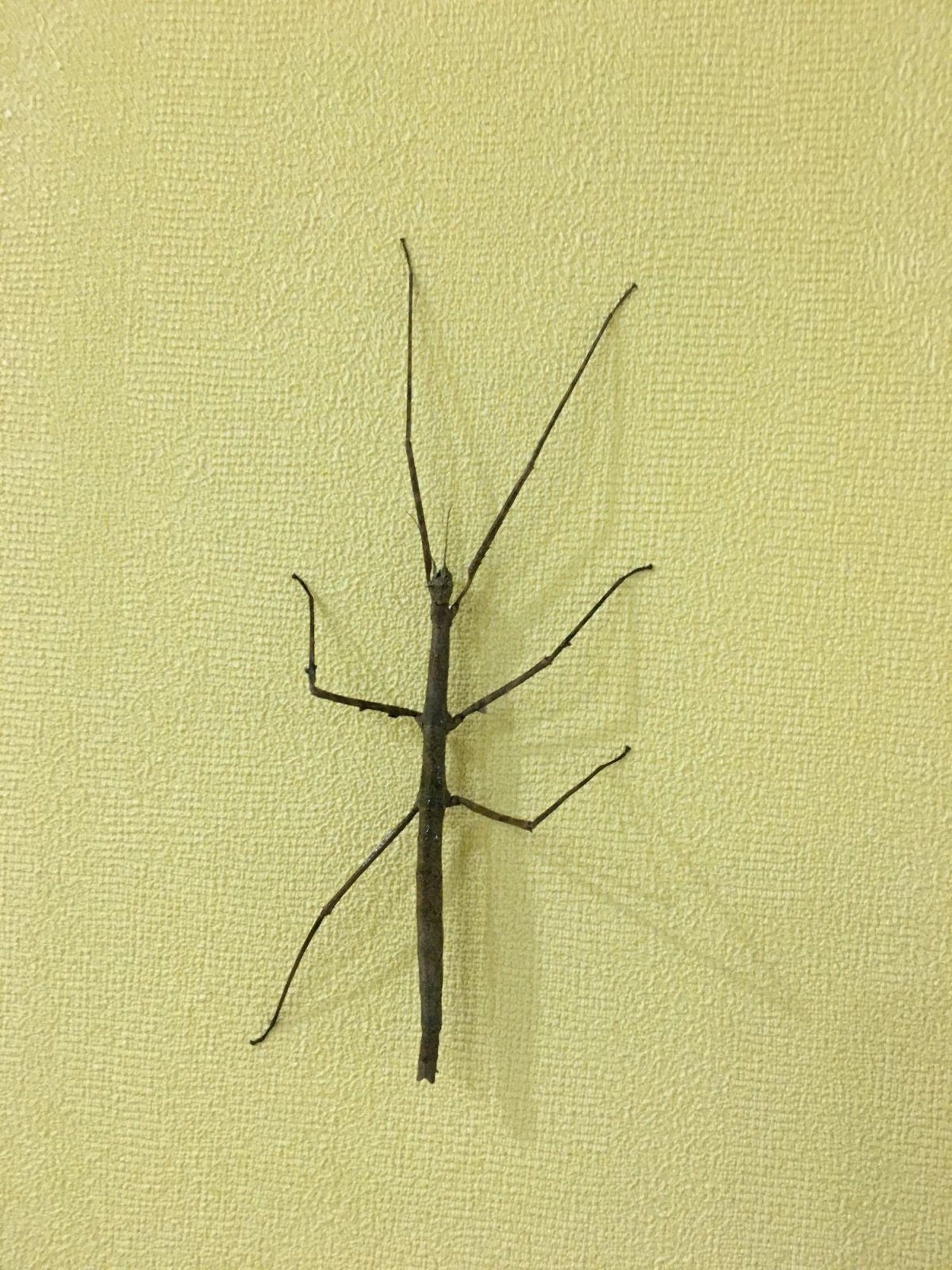 Паук палочник