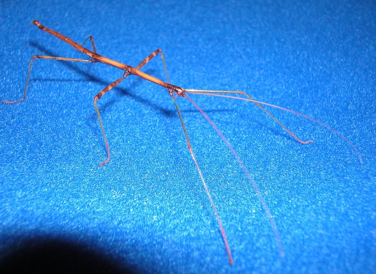 Строение палочника