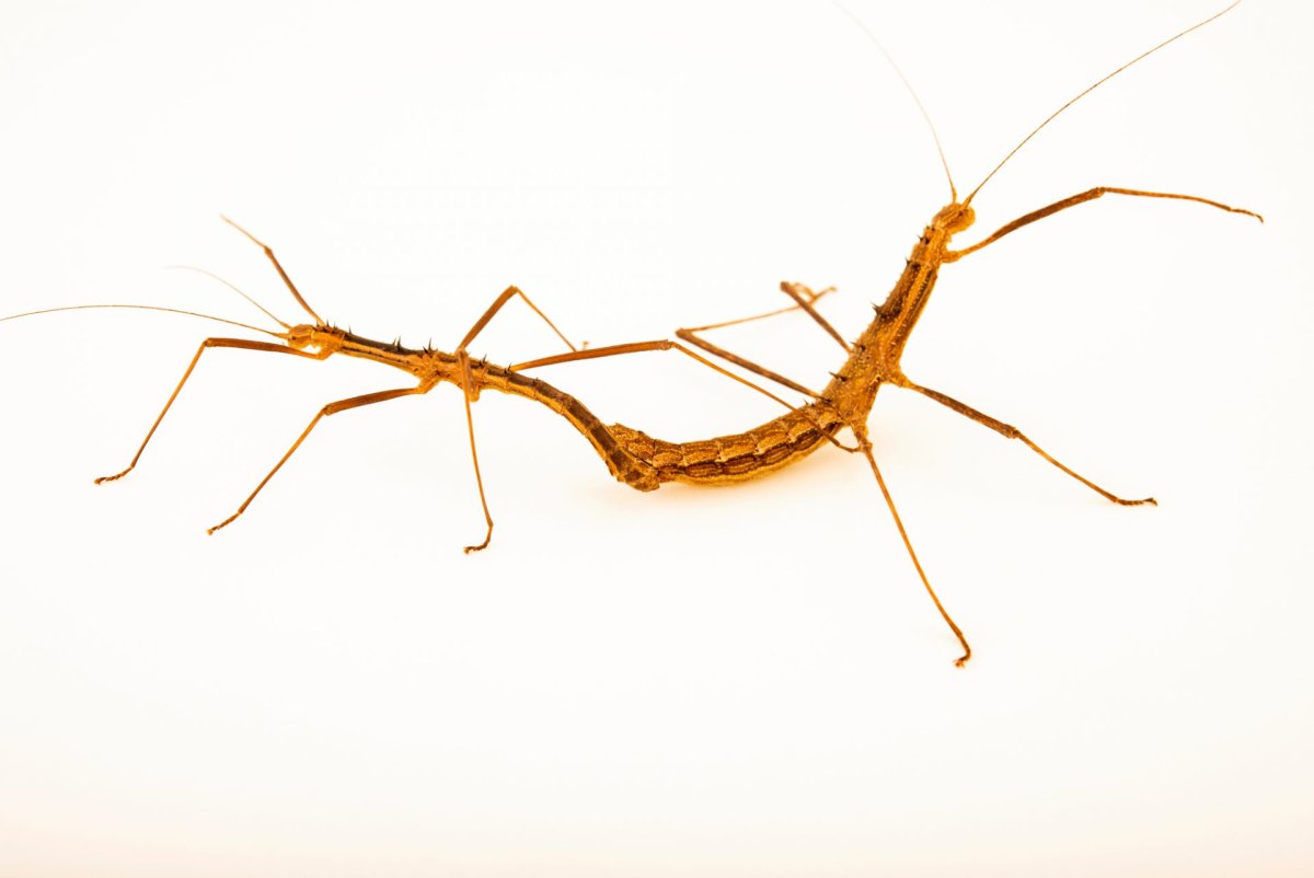 Neohirasea Maerens колючий вьетнамский палочник