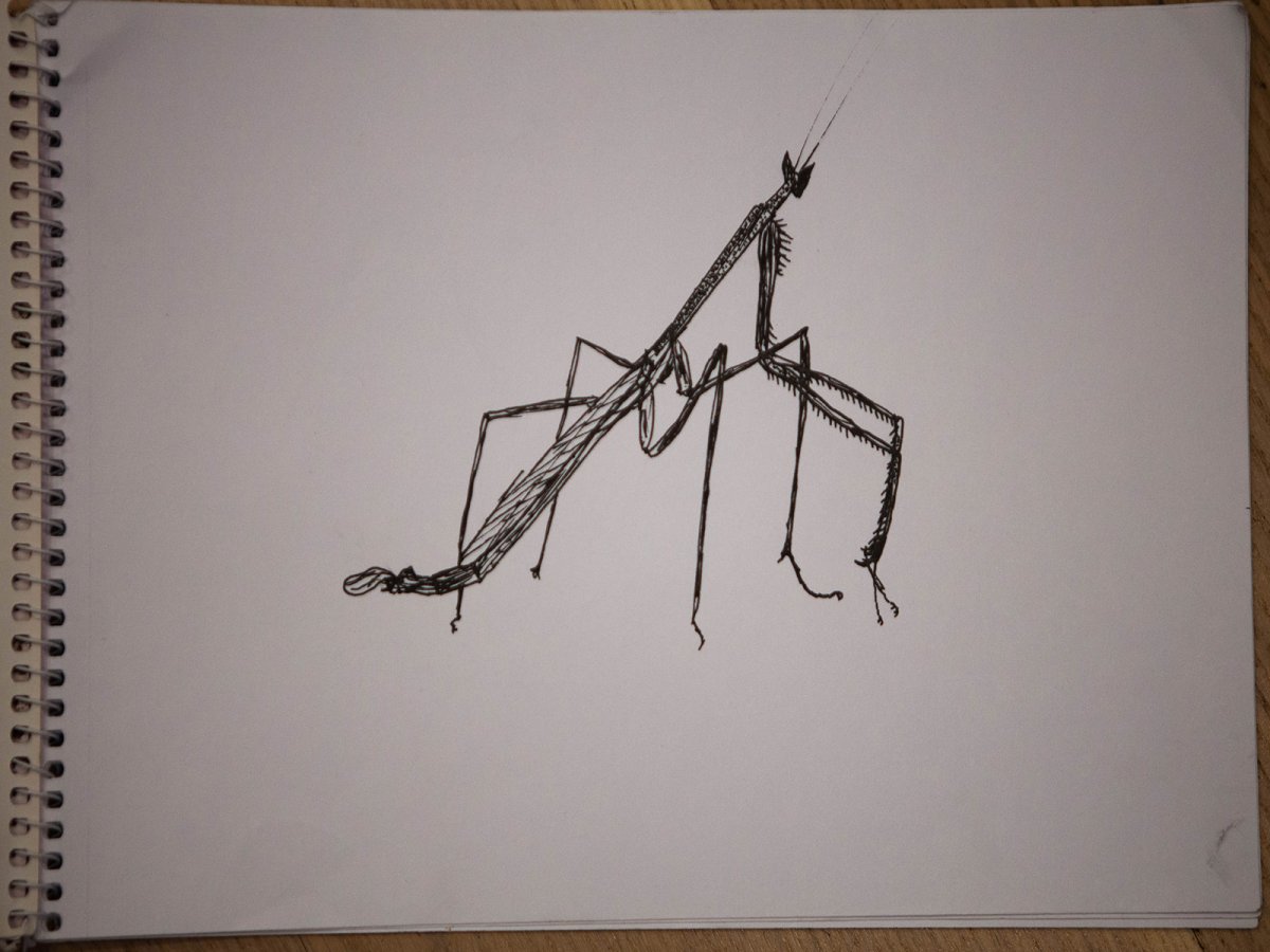 Жук палочник раскраска