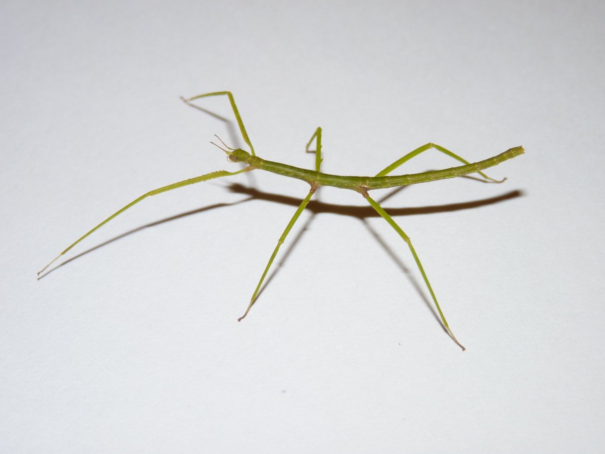 Палочник lonchodiodes