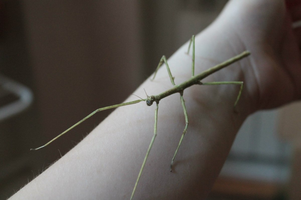 Водяной палочник насекомое