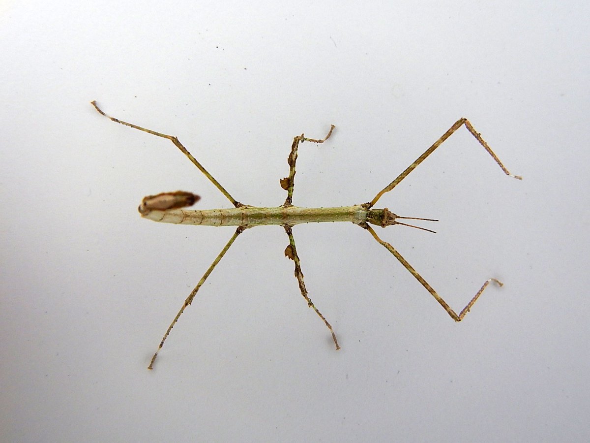 Палочник на прозрачном фоне