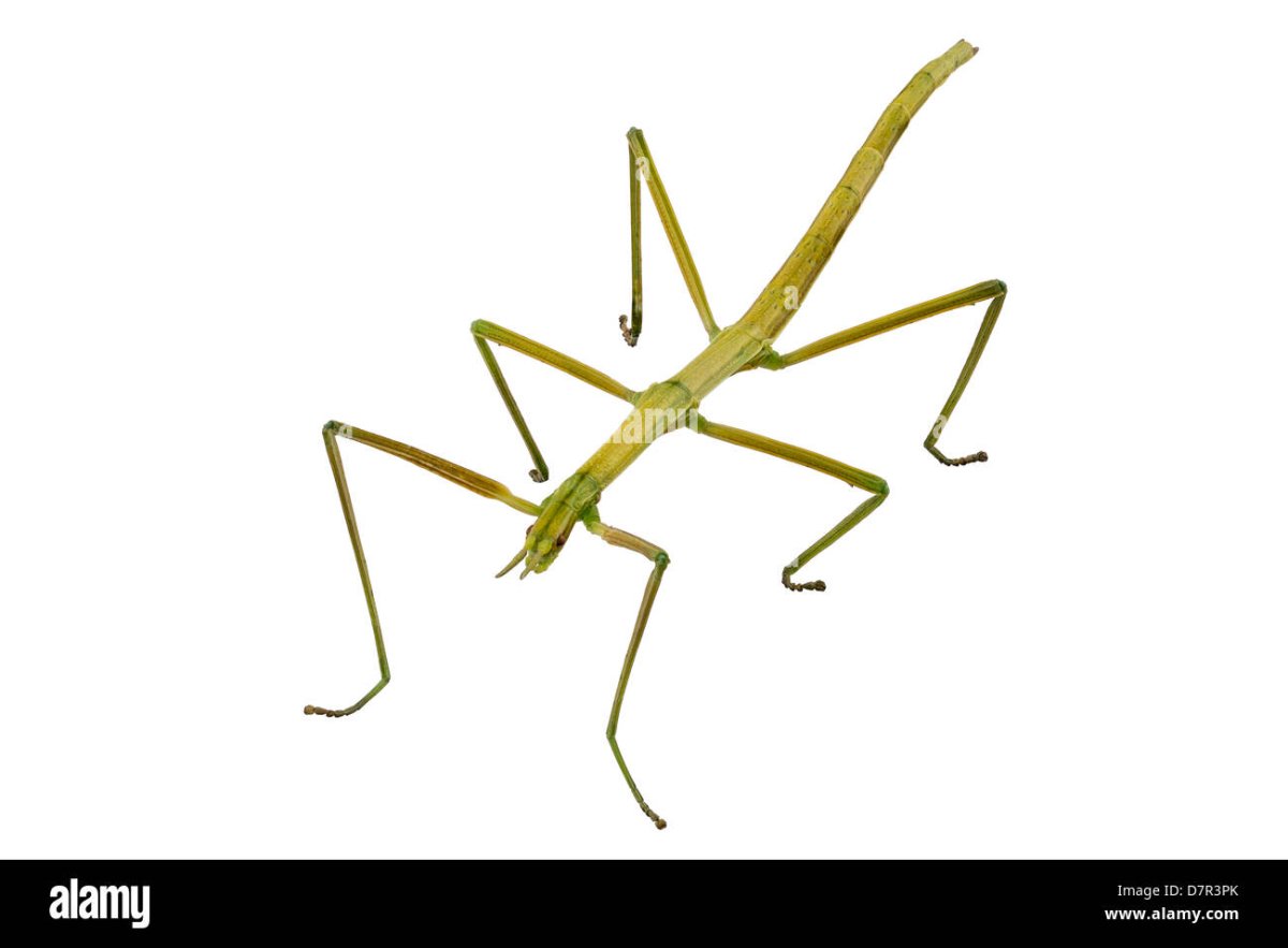 Белый палочник