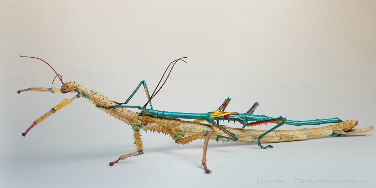 Achrioptera Manga палочник