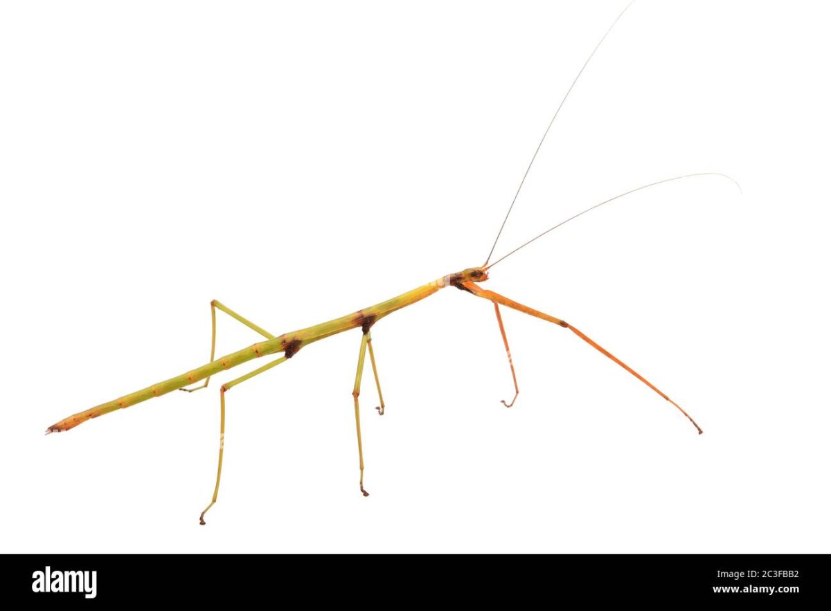 Палочник на прозрачном фоне