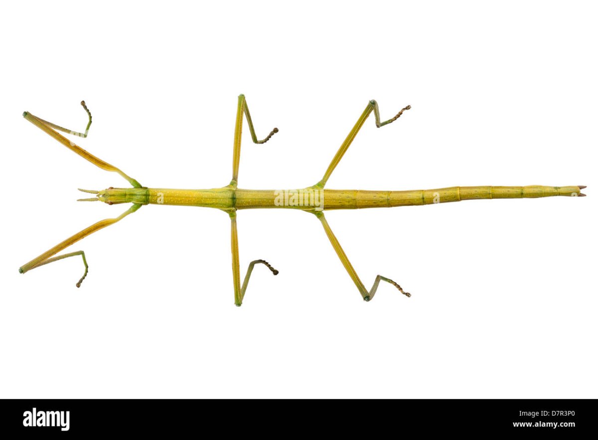 Городской пейзаж чёрно белый