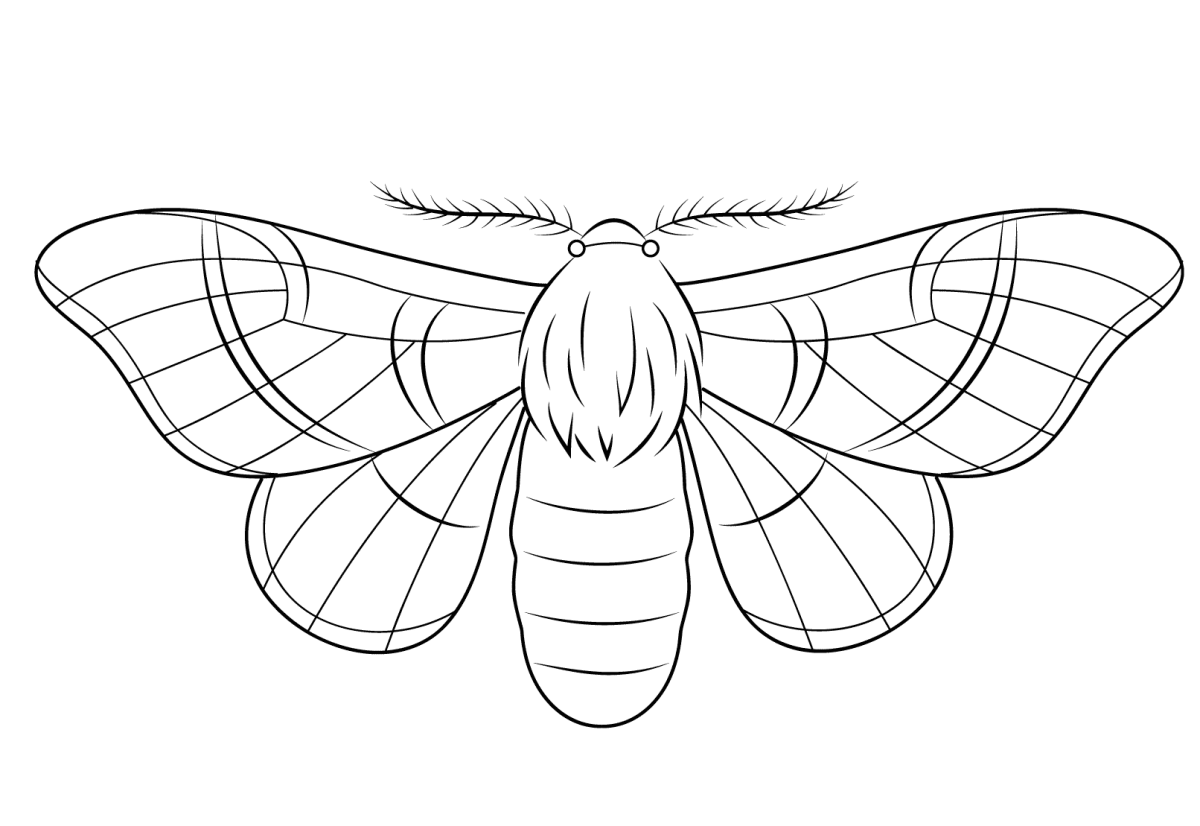 Леди баг и супер-кот raskraska