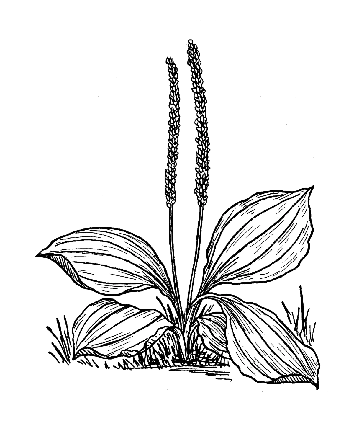 Лекарственные растения раскраска