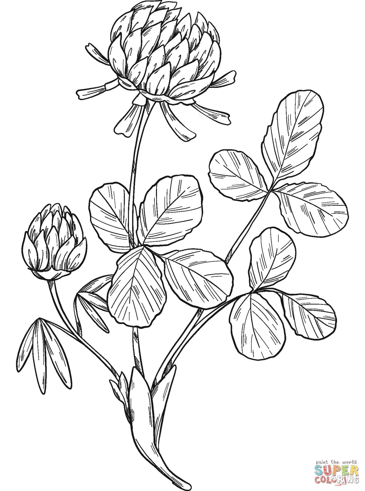 Лекарственные растения раскраска для детей