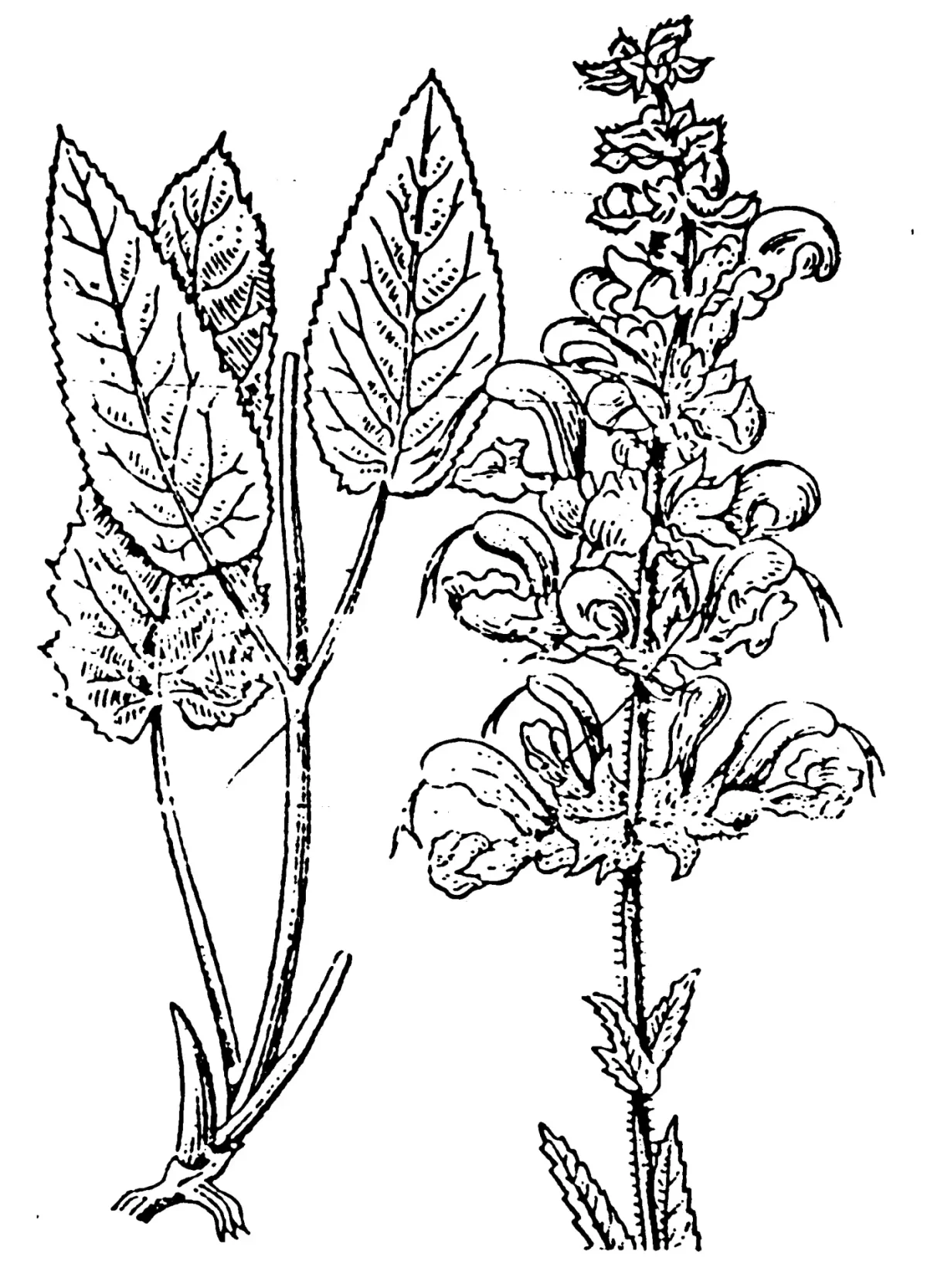 Северные ягоды раскраска