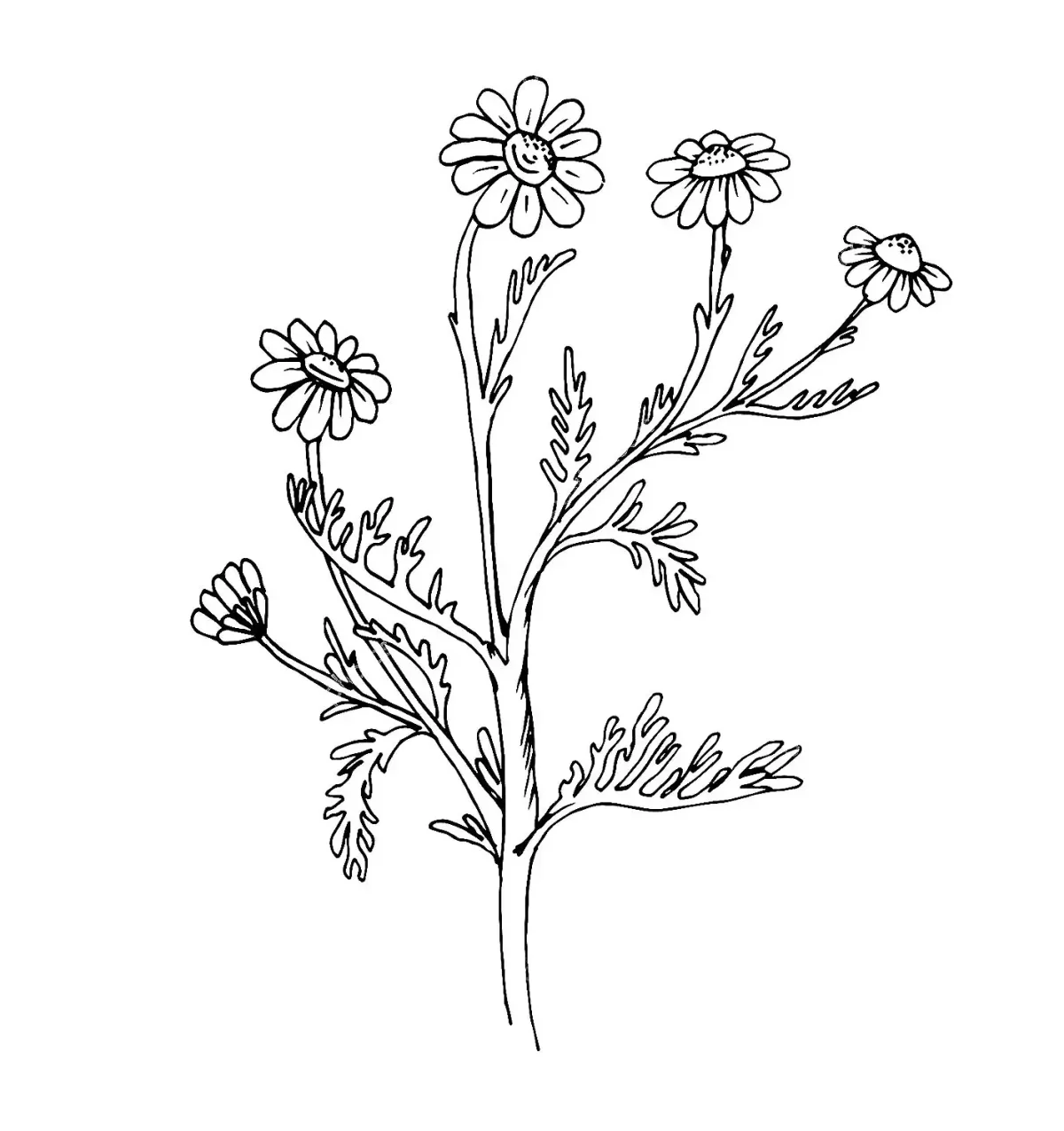 Раскраски на 8 марта одуванчики