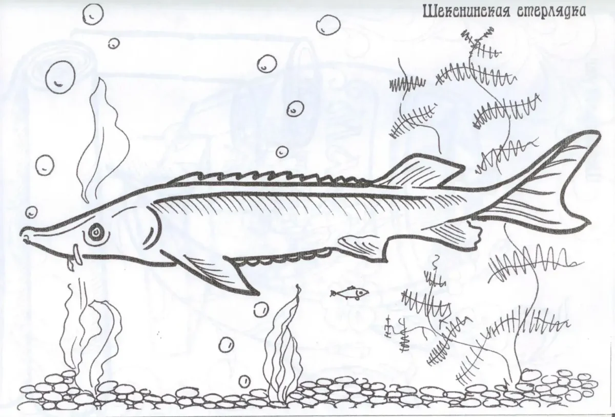 Осетр раскраска