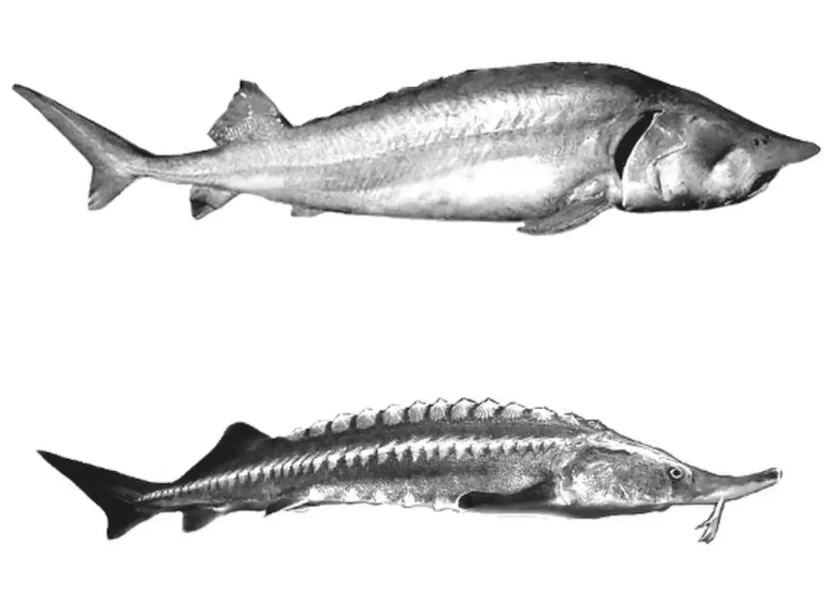 Рыба осетр вектор