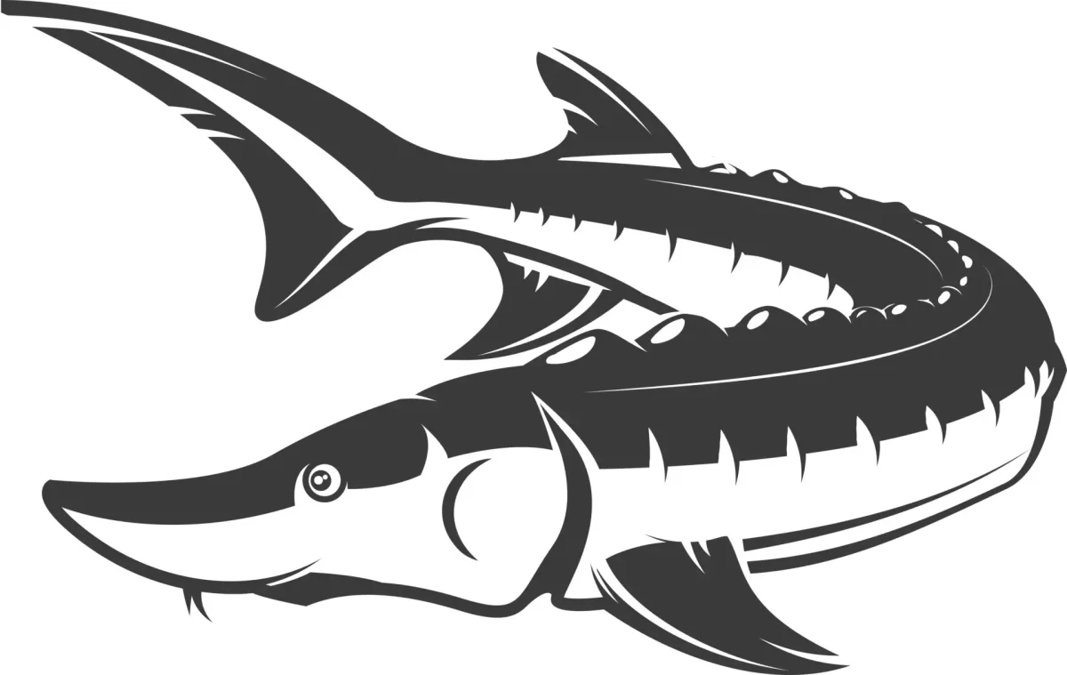 Рыба осетр вектор