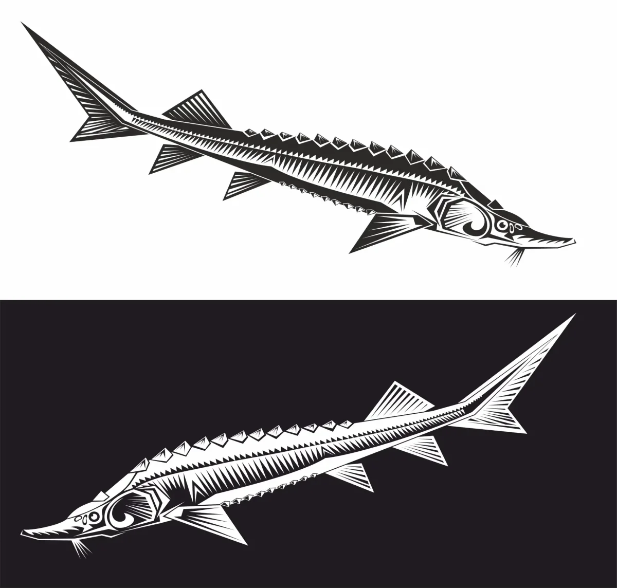 Анатомия осетра