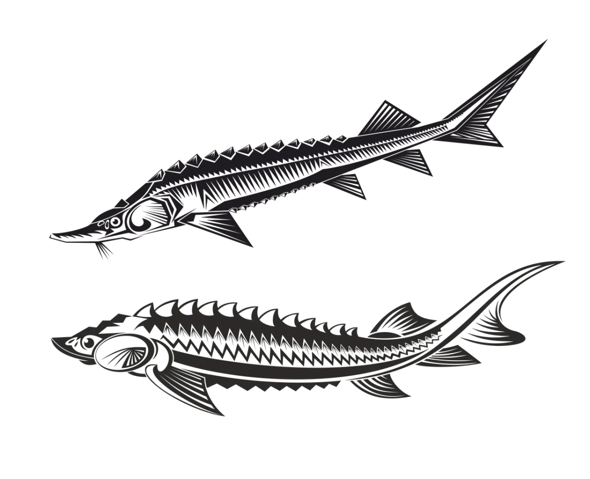 Осетр севрюга